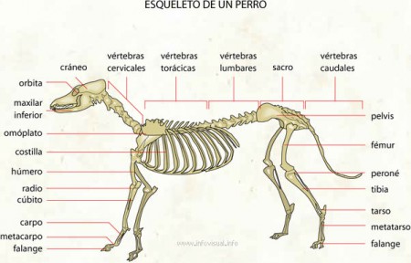 Osteología de un Canino 
